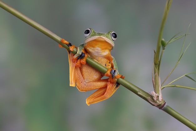 Grenouille volante gros plan face sur branche verte