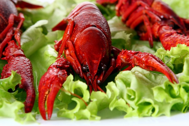 Griffe rouge avec salade verte