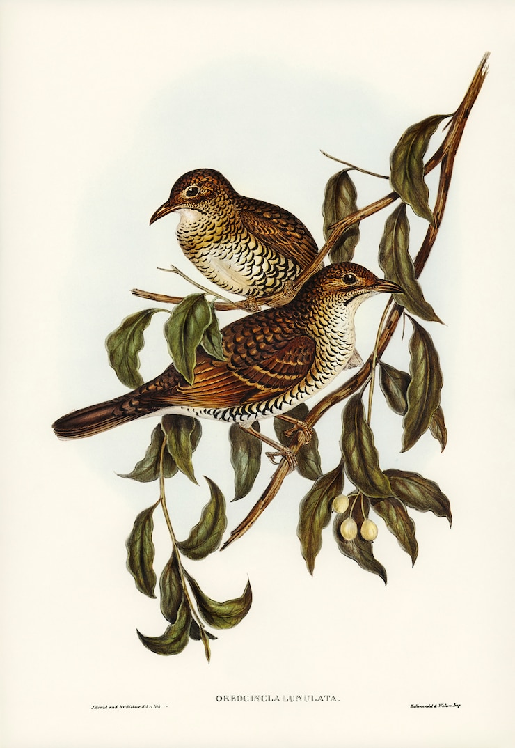 Photo gratuit grive de montagne (oreocincla lunulata) illustrée par elizabeth gould