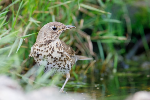 Grive musicienne brune perchée au bord d'un lac dans un parc