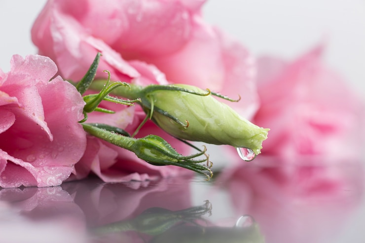 Photo gratuit gros bouton floral avec arrière-plan flou