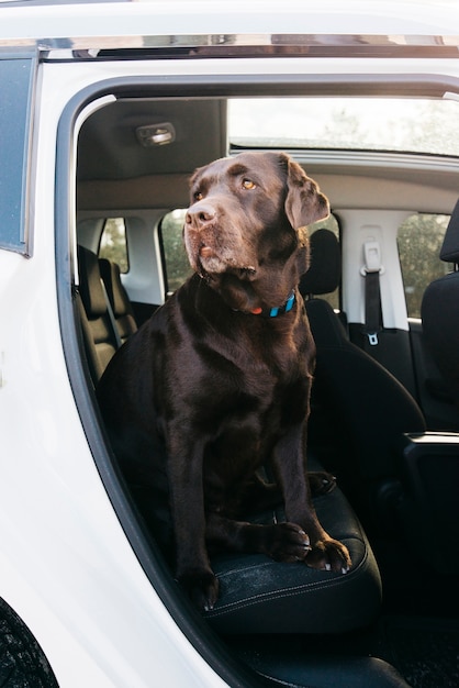 Gros chien noir en voiture