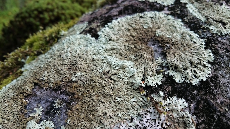 Photo gratuit gros coup de lichens sur une surface rocheuse