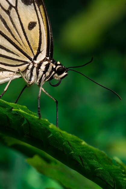 Gros papillon de couleur pâle