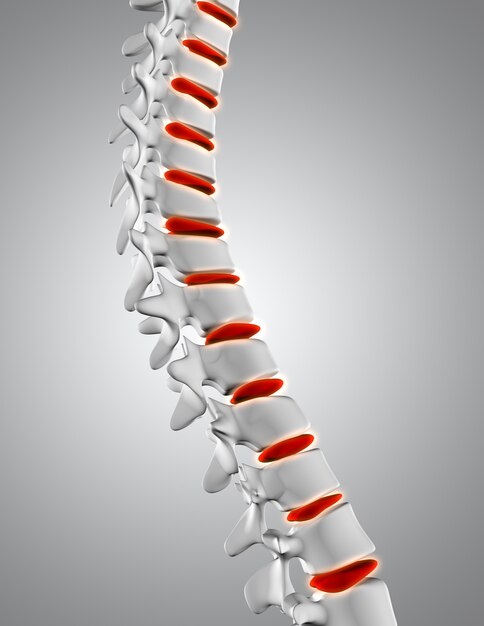 Gros plan 3D de la colonne vertébrale avec les disques en surbrillance
