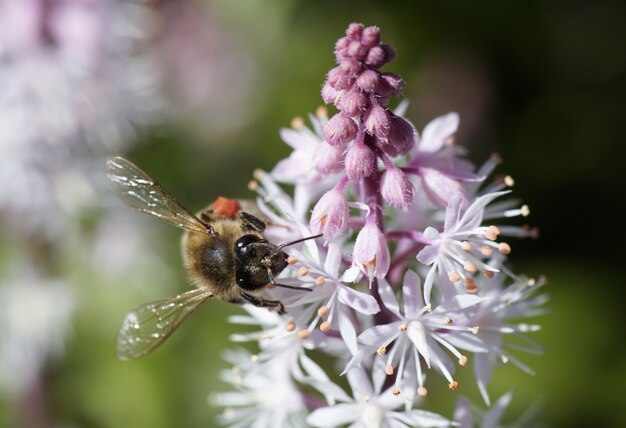 Gros plan d'une abeille assise sur une belle fleur