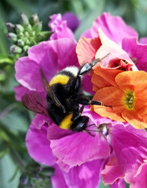 Photo gratuite gros plan d'une abeille assise sur une fleur