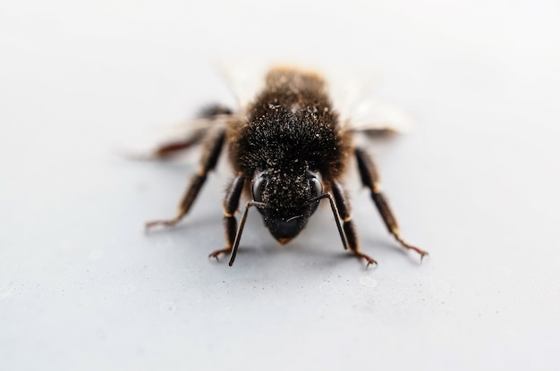 Photo gratuite gros plan d'une abeille couverte de pollen sur la surface blanche