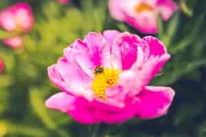 Photo gratuite gros plan d'une abeille sur une fleur de pivoine commune pourpre