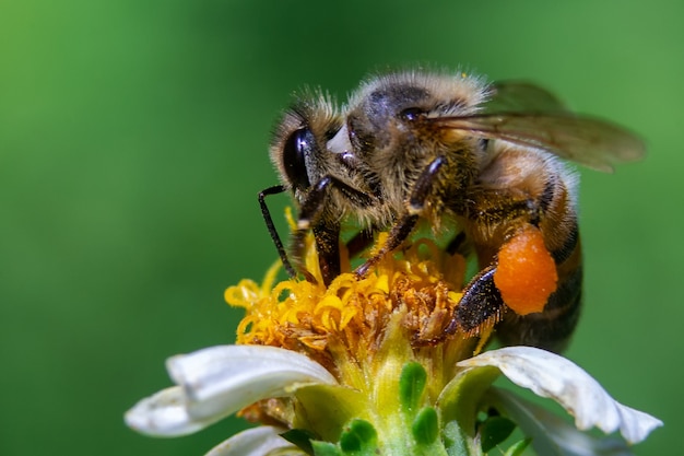 Gros plan d'une abeille sur une fleur