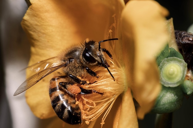 Gros plan de l'abeille mellifère assise sur la fleur
