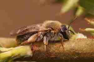 Photo gratuite gros plan d'une abeille minière à queue rouge sur un saule