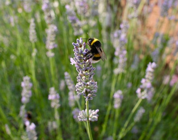 Un gros plan d'une abeille ramassant le nectar d'une fleur