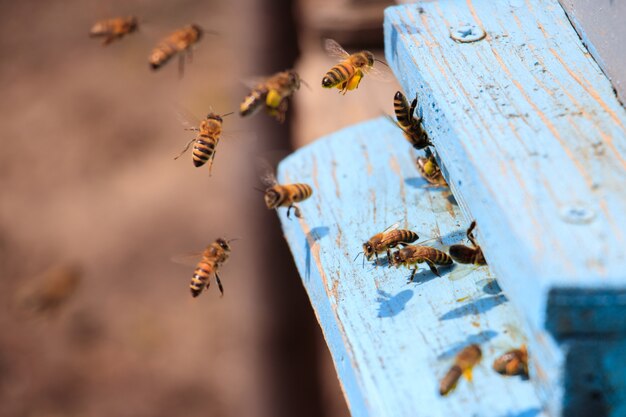Gros plan des abeilles volant sur une surface en bois peint en bleu sous la lumière du soleil pendant la journée