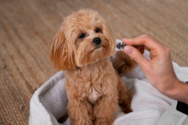 En gros plan sur l'adorable animal de compagnie qui mange