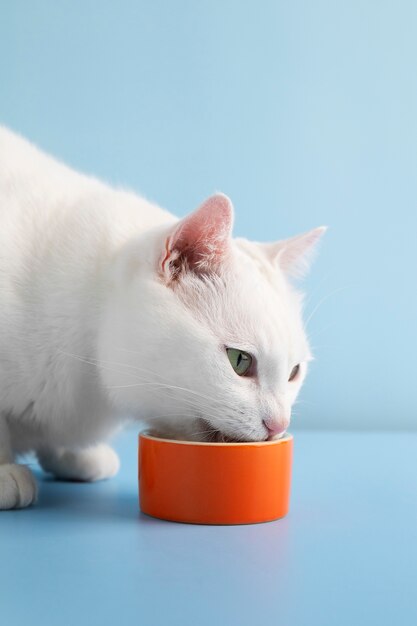 En gros plan sur l'adorable animal de compagnie qui mange