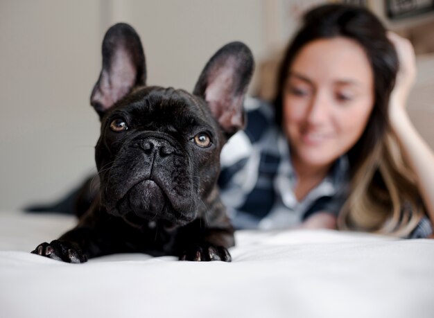 Gros plan adorable bouledogue français