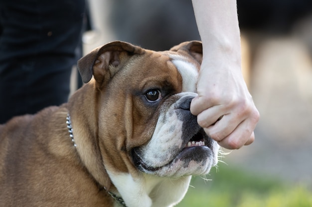 Gros plan d'un adorable bulldog anglais