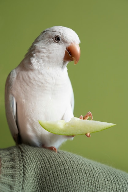 Photo gratuite en gros plan sur l'adorable perroquet qui mange