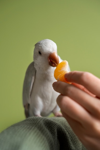 Photo gratuite en gros plan sur l'adorable perroquet qui mange