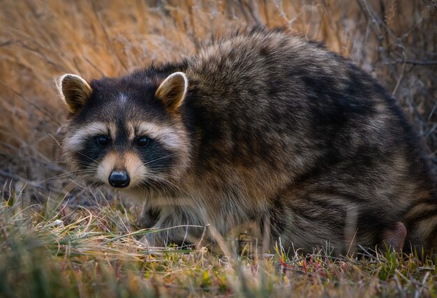 Gros plan d'un adorable raton laveur au sol autour du Grand Lac Salé dans l'Utah, aux États-Unis