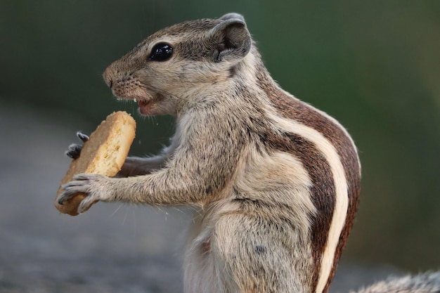 Gros plan d'un adorable tamia gris mangeant un cookie debout sur la surface de la pierre