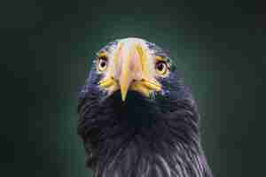 Photo gratuite gros plan de l'aigle de mer de steller