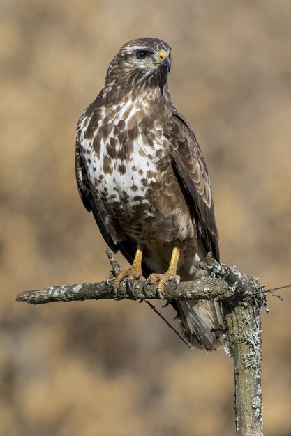 Gros plan d'un aigle royal perché sur bois