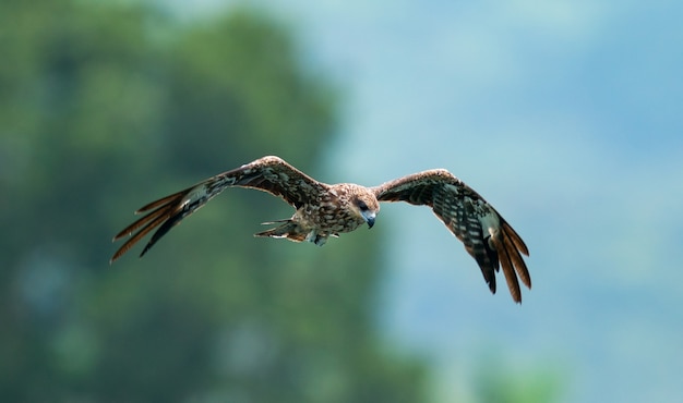 Un gros plan d'un aigle volant dans le ciel avec un arrière-plan flou