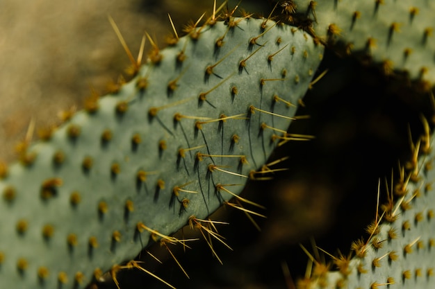 Gros plan, de, aigu, épines, sur, cactus, feuille