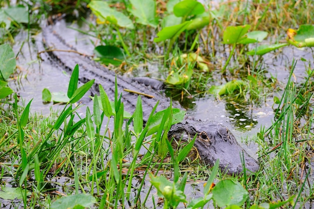 Gros plan d'alligator à l'état sauvage