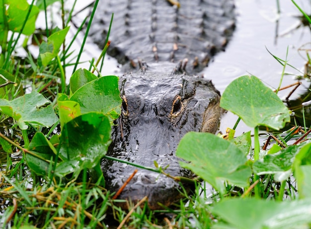 Photo gratuite gros plan d'alligator à l'état sauvage