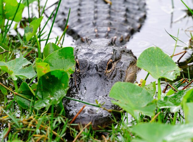 Gros plan d'alligator à l'état sauvage