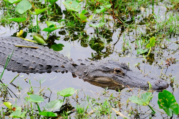 Photo gratuite gros plan d'alligator à l'état sauvage