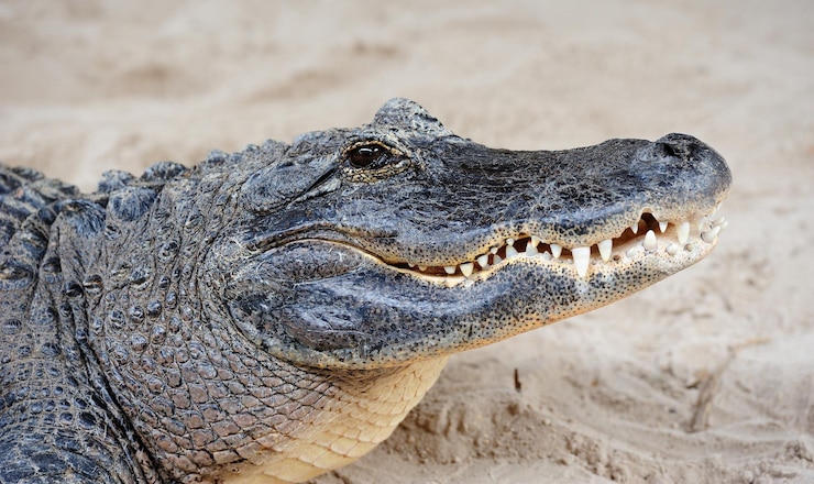 Photo gratuit gros plan d'alligator sur le sable