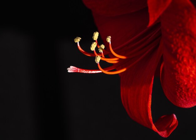 Gros plan d'amaryllis rouge isolé sur fond noir