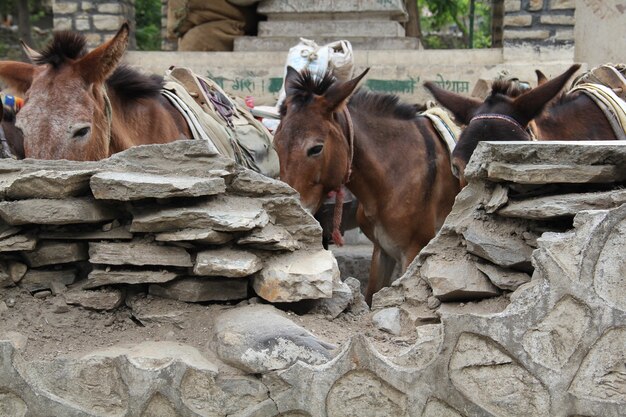 Gros plan sur des ânes dans la ferme