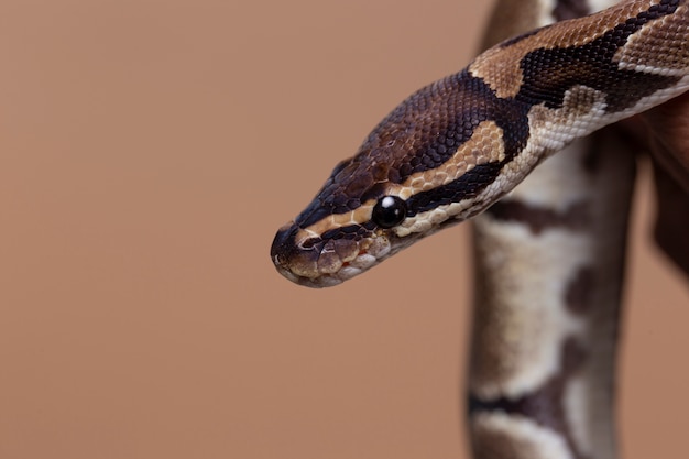 Photo gratuite gros plan sur un animal de compagnie serpent