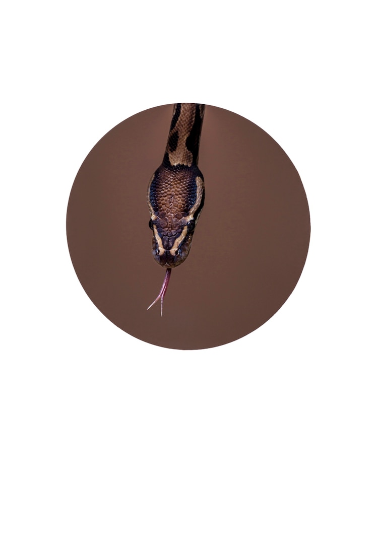 Photo gratuit gros plan sur un animal de compagnie serpent