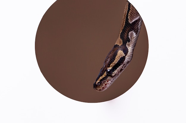 Photo gratuite gros plan sur un animal de compagnie serpent