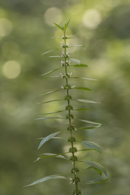 Gros plan d'appendicules dans un jardin sous la lumière du soleil avec un arrière-plan flou et effet bokeh