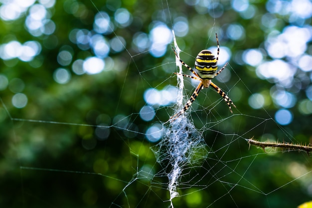 Gros plan d'une araignée colorée sur une toile avec de la verdure sur l'effet flou et bokeh