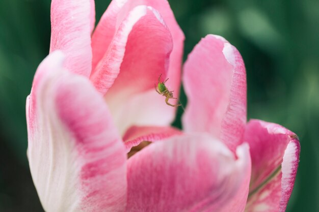 Gros plan, araignée, fleur