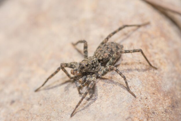 Gros plan d'une araignée sur une texture rocheuse