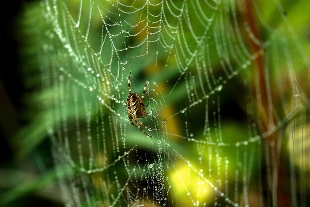 Gros plan d'une araignée sur une toile d'araignée