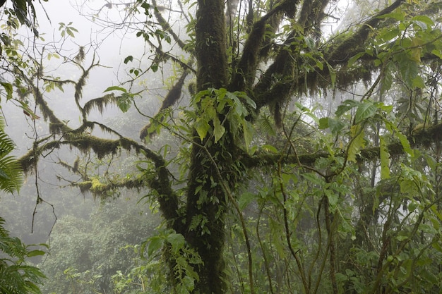 Photo gratuite gros plan d'un arbre dans une forêt couverte de brouillard