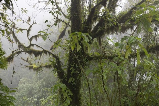 Gros plan d'un arbre dans une forêt couverte de brouillard