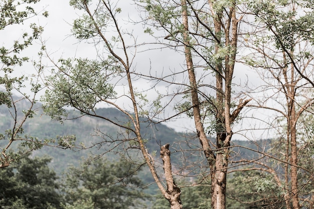 Photo gratuite gros plan, arbre, forêt