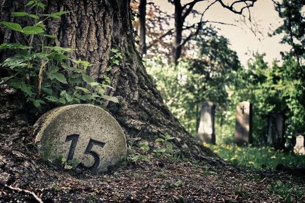 Gros plan d'un arbre près du cimetière