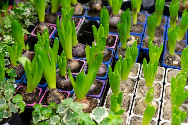 Gros plan assortiment de plantes d'intérieur